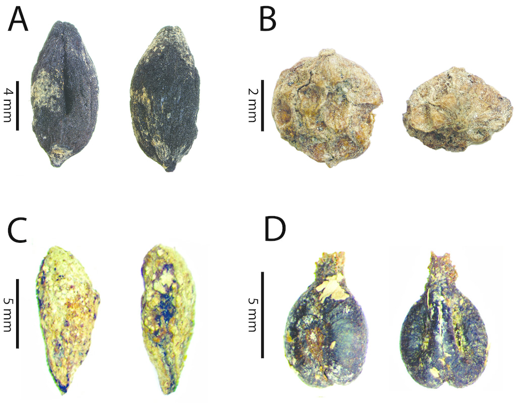 seeds of Old World domesticated plants found in an Early Colonial site in Peru